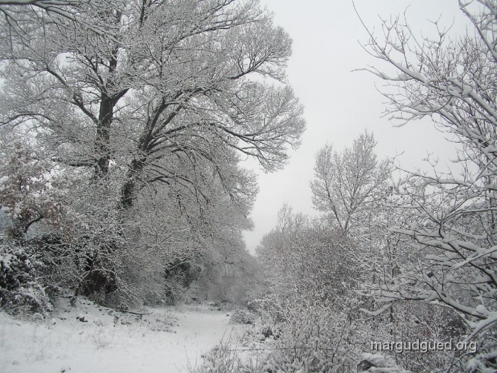 2007-1-25-5-margudguedorg1