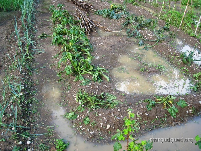 2009-6-25 (20) margudgued.org