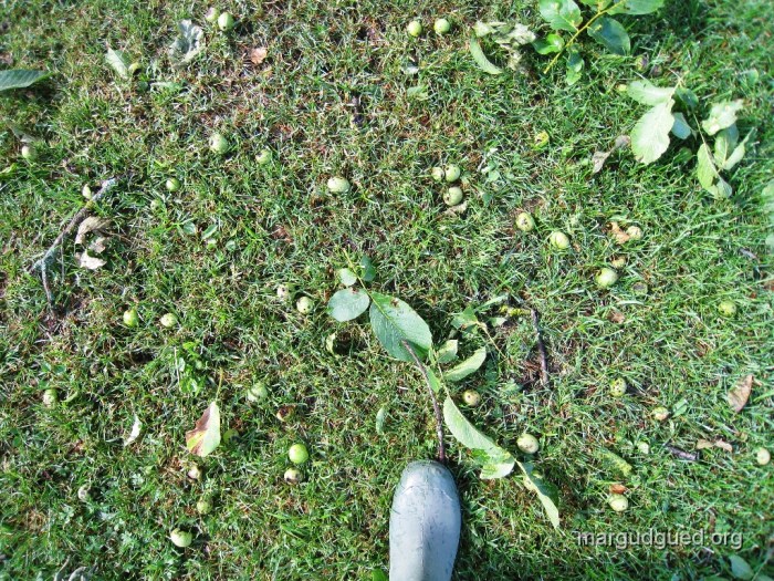 2009-6-25 (21) margudgued.org