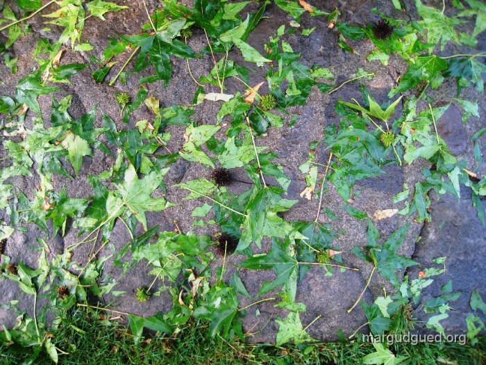 2009-6-25 (22) margudgued.org